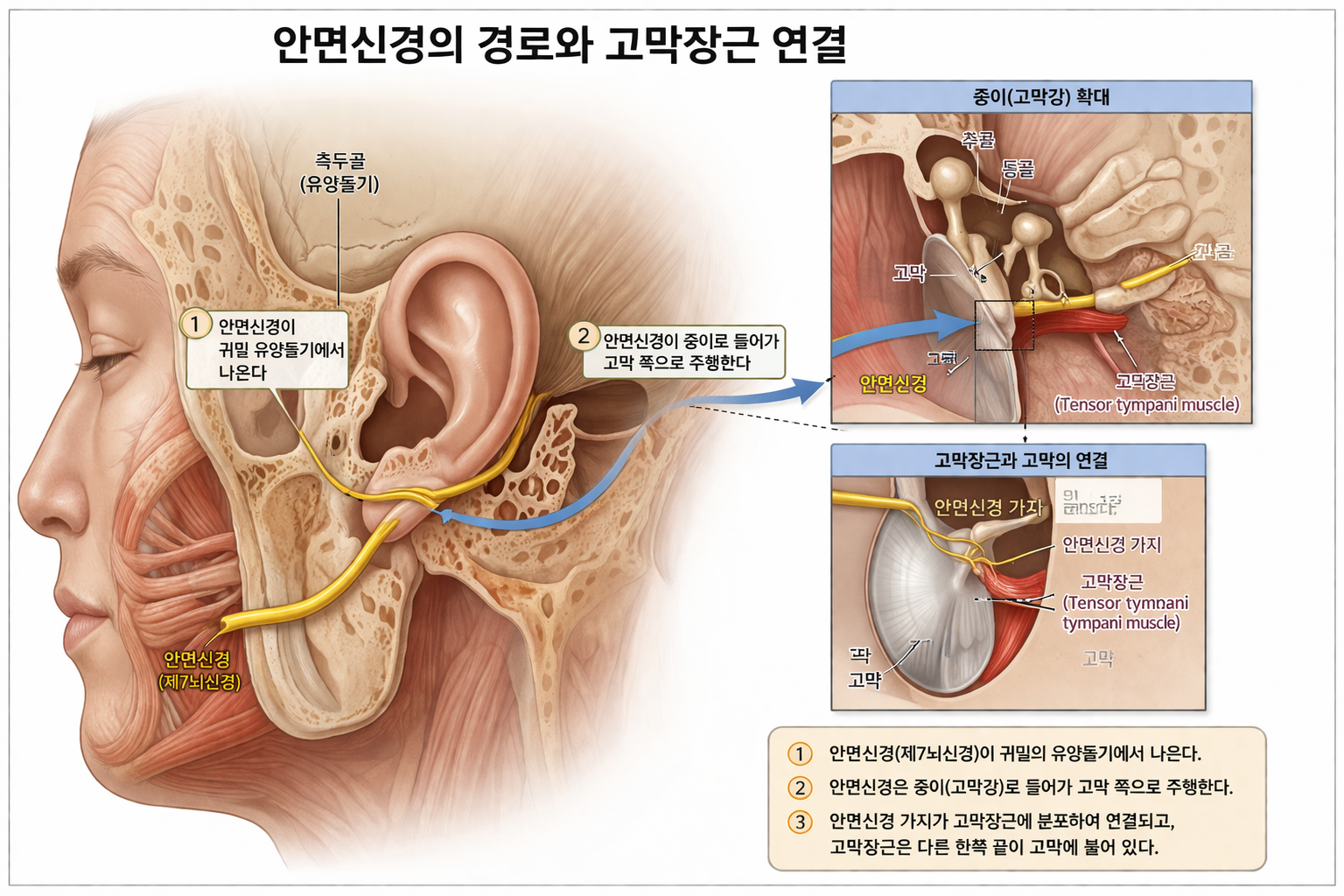 안면신경 고막장근