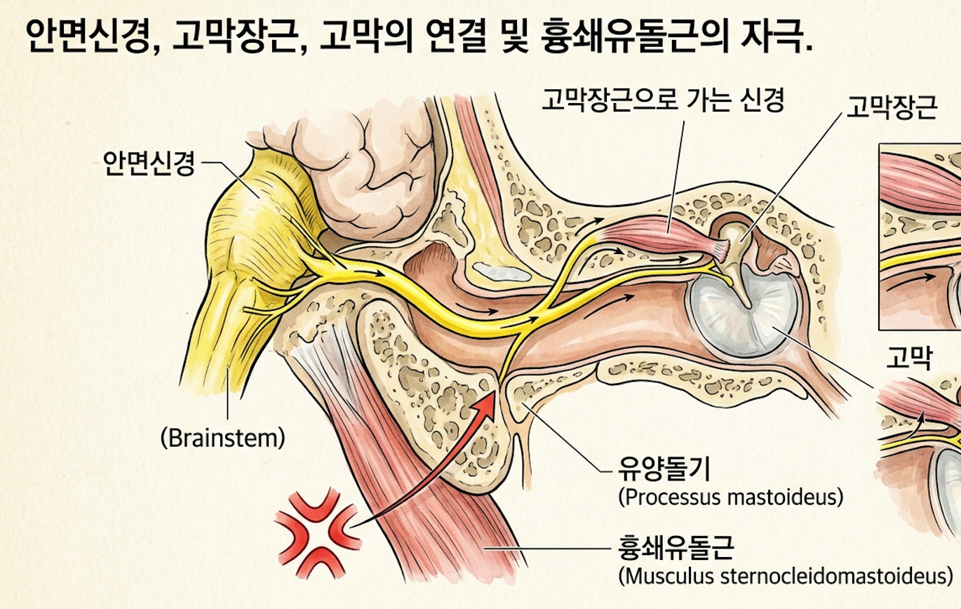 안면신경 고막장근